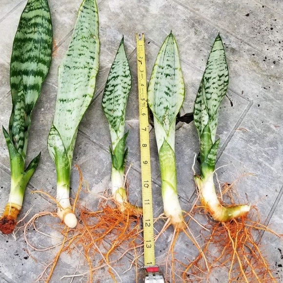 Plant Air purifier mother-in-law tongue snake - Picture 8 of 9